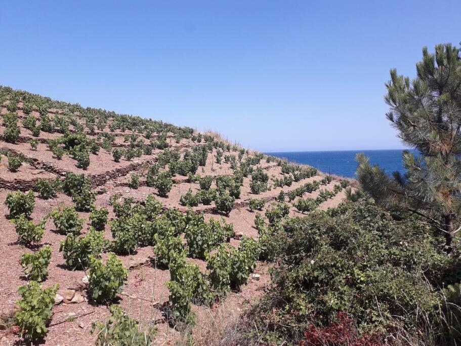 Banyuls La Grande Bleue : Studio T1 Exteriör bild